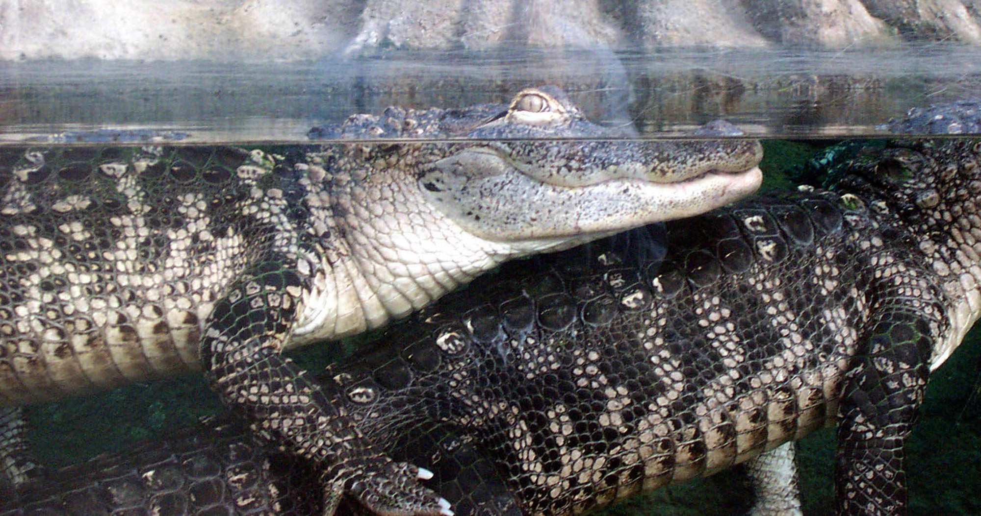 Fort Fisher Aquarium